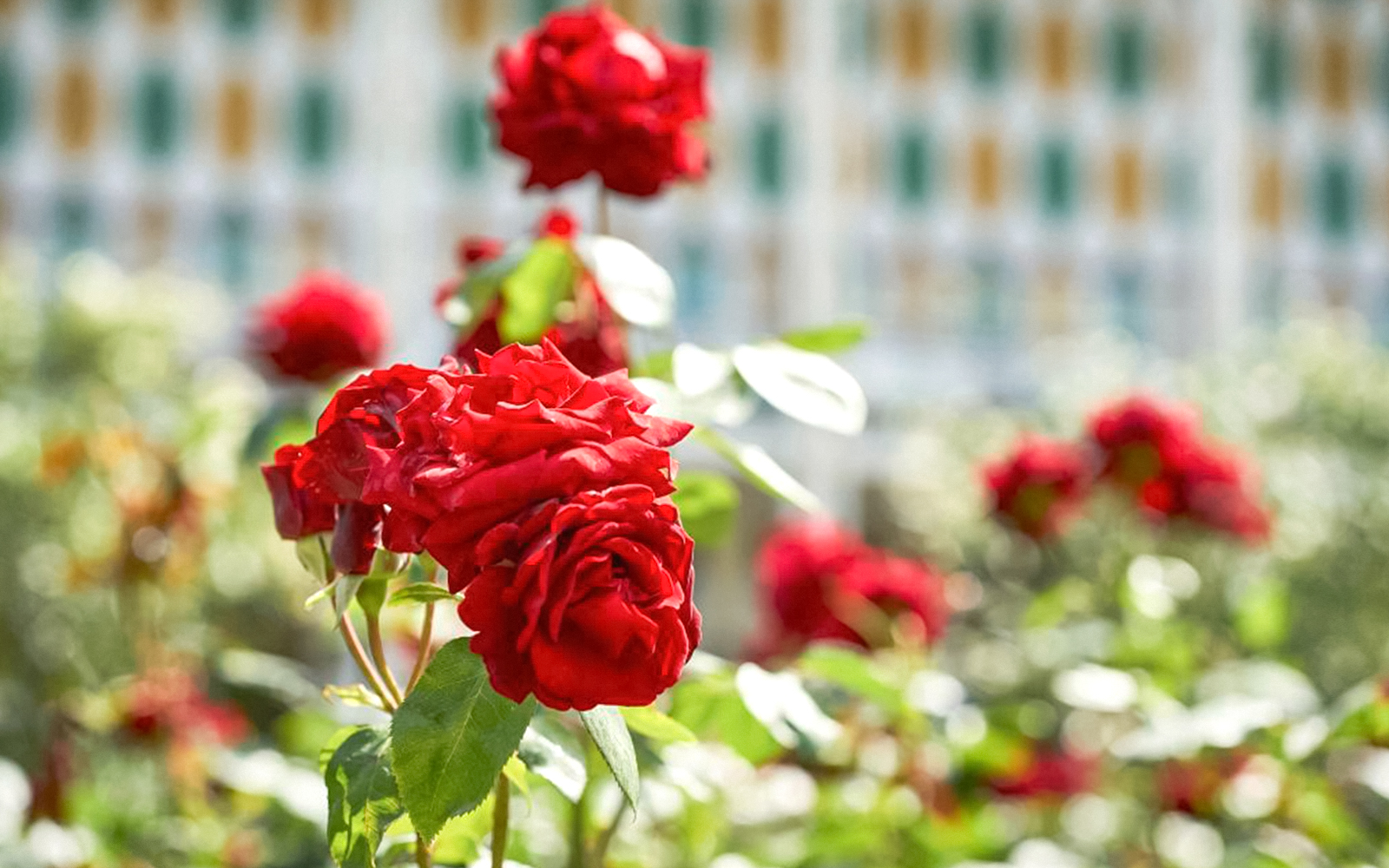 Red roses in bloom at Tivoli Gardens, Copenhagen.