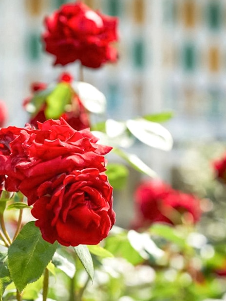 Red roses in bloom at Tivoli Gardens, Copenhagen.