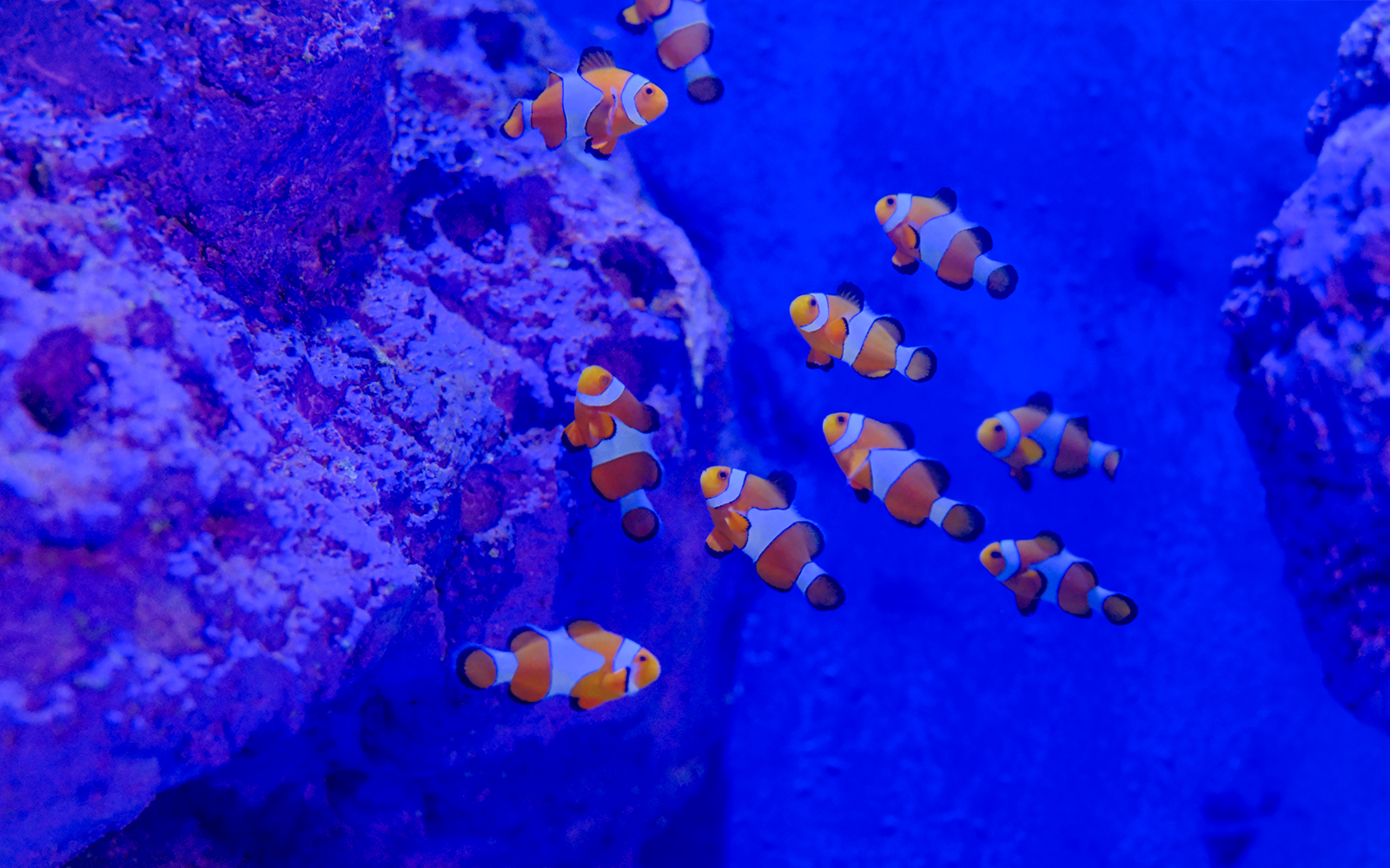 Clownfish swimming near coral in Bali marine safari exhibit.