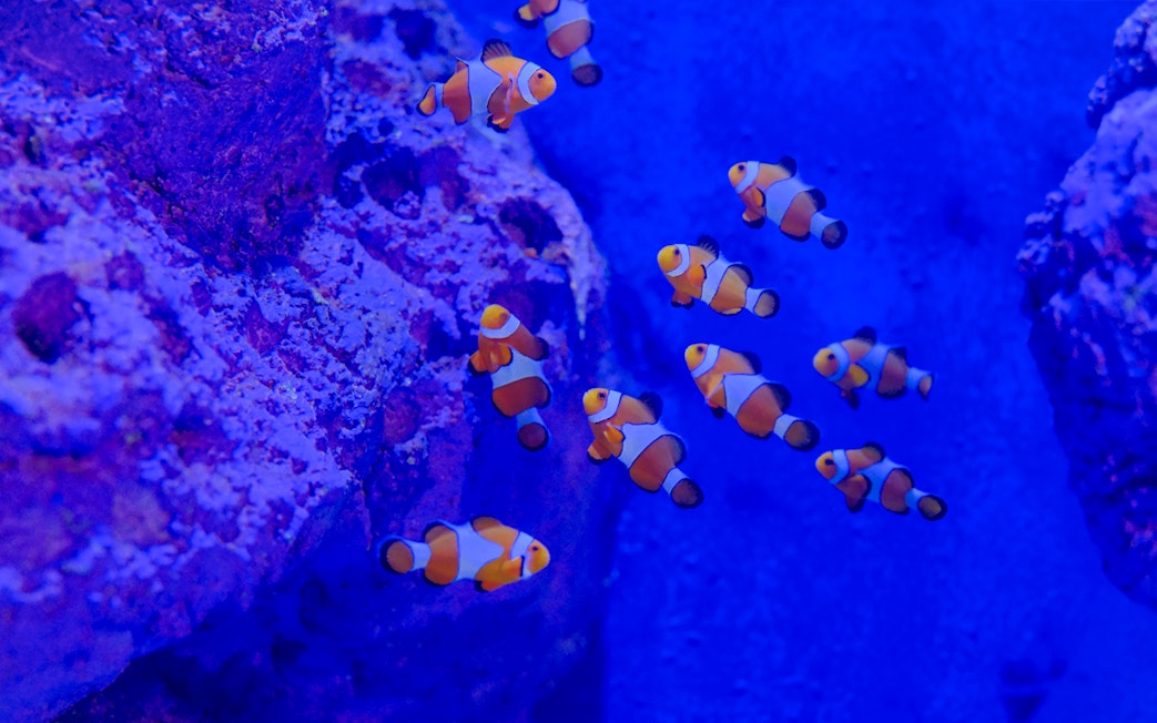 Clownfish swimming near coral in Bali marine safari exhibit.