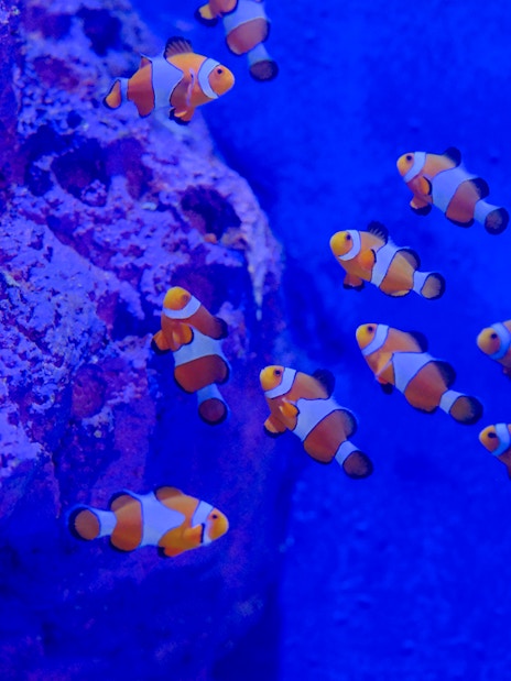 Clownfish swimming near coral in Bali marine safari exhibit.