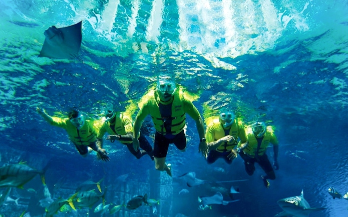Tourists snorkeling with ocellated eagle rays in clear blue water.