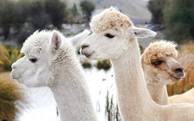 From Christchurch: Lake Tekapo Day Trip with Petting Zoo Entry