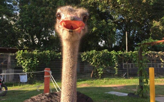 Ostrich at PD Ostrich Show Farm, Dubai, with greenery in the background.