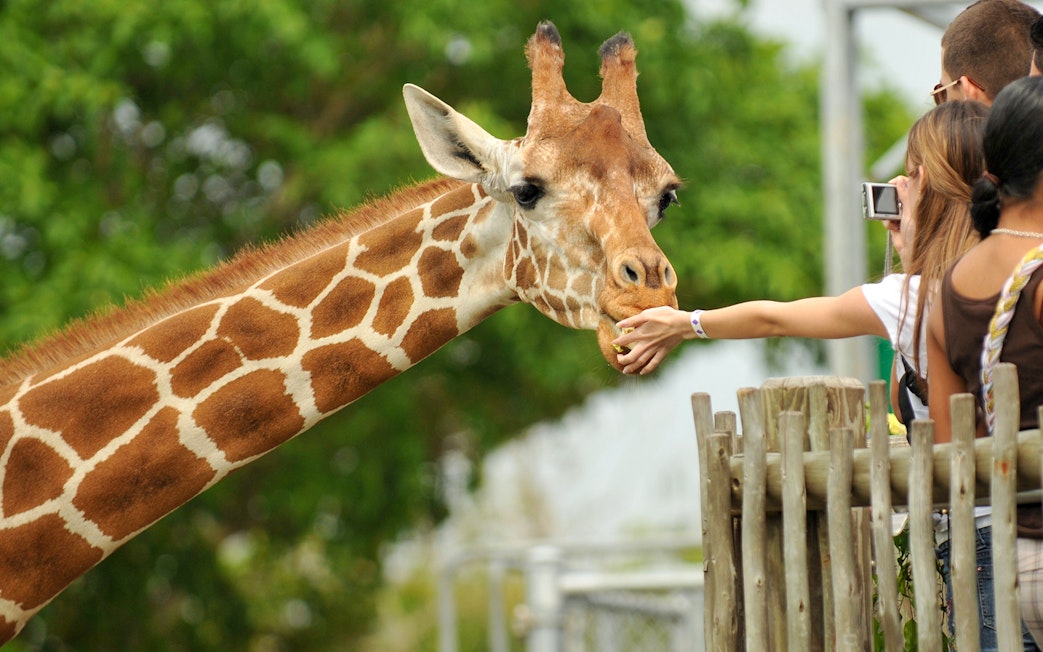 Giraffe being fed by visitors at Loire Valley Zoo.