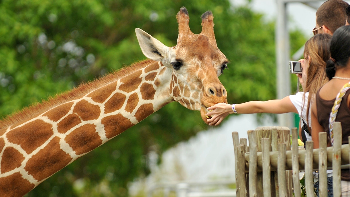 Giraffes grazing in Madrid zoo