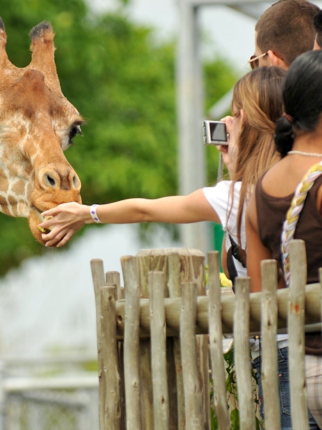 Giraffe being fed by visitors at Loire Valley Zoo.