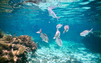 Fish swimming near coral reef during Rottnest snorkel tour.