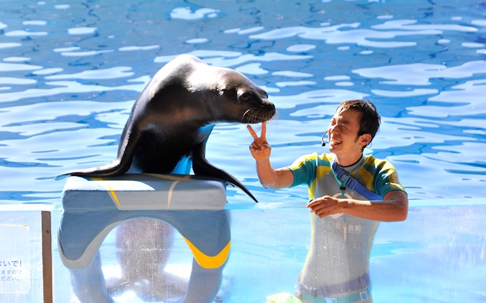 Seal interacting with trainer during show at Enoshima Aquarium.