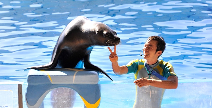 Seal performing at Enoshima Aquarium, Japan, with trainer guiding the show.