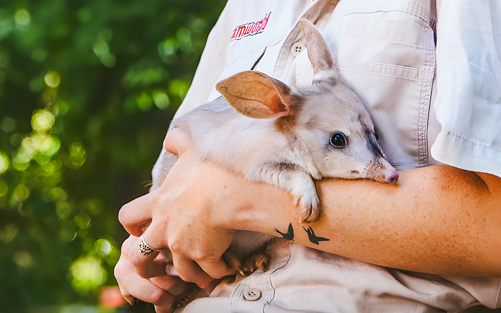 Bilby at Dreamworld, Gold Coast, Australia, in a natural habitat exhibit.