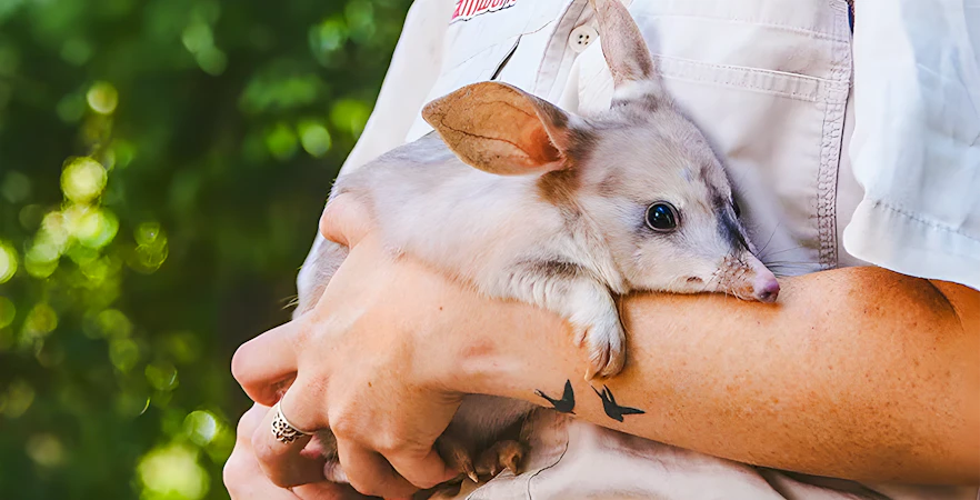 Dreamworld isn’t just for thrill-seekers