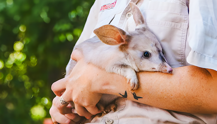 Bilby at Dreamworld, Gold Coast, Australia, in a natural habitat exhibit.
