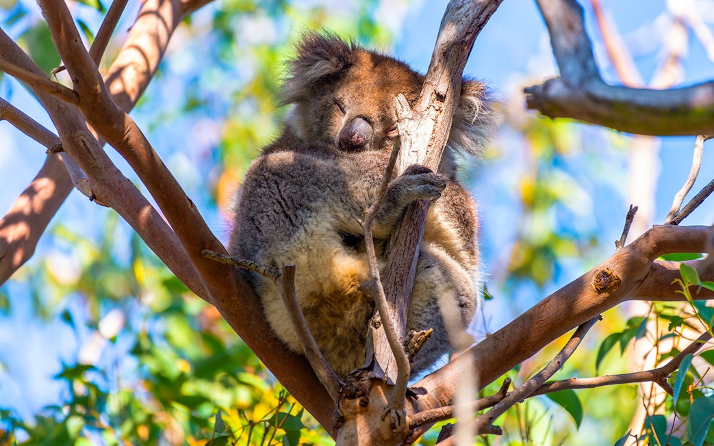 Sleeping koala in a tree along the Great Ocean Road.