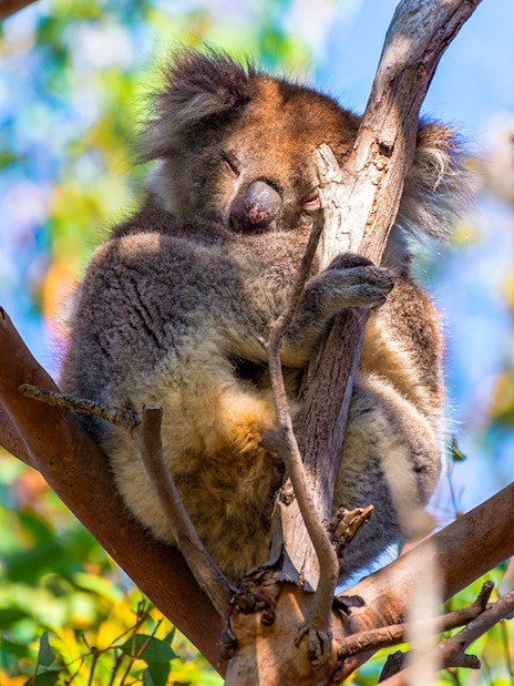 Sleeping koala in a tree along the Great Ocean Road.