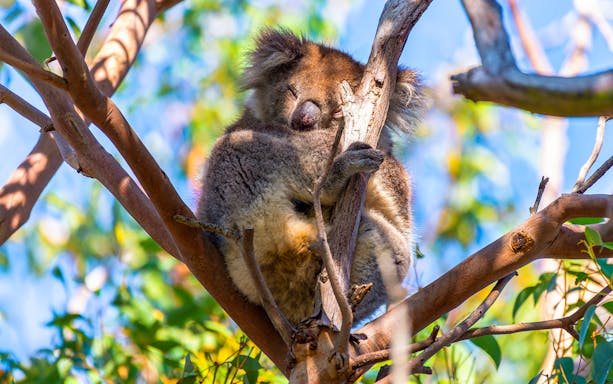 Sleeping koala in a tree along the Great Ocean Road.