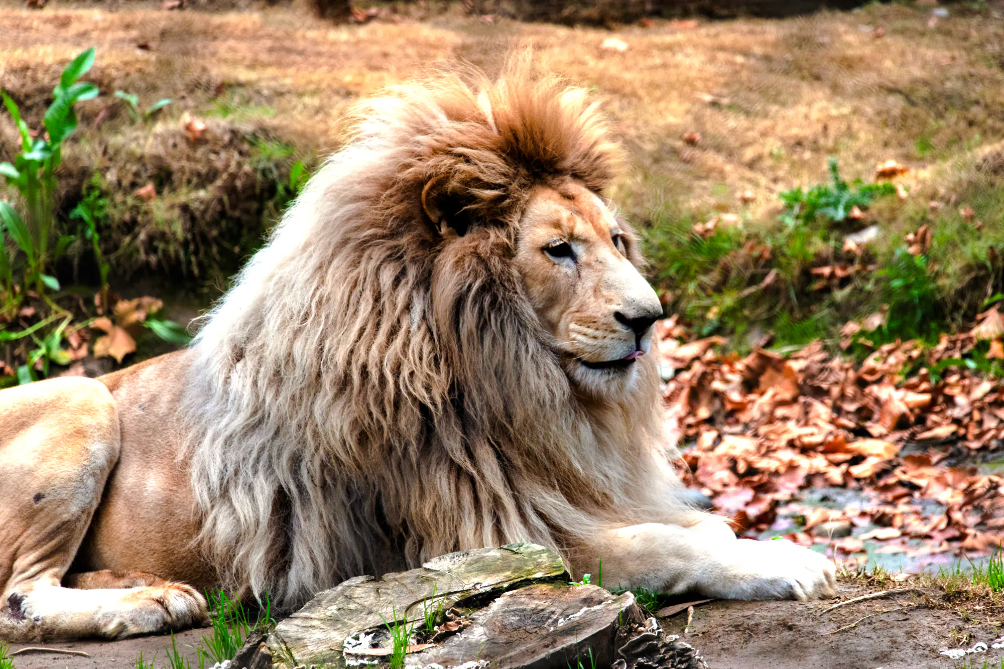 Lion resting in Parque Safari, Santiago.