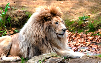 Lion resting in Parque Safari, Santiago.