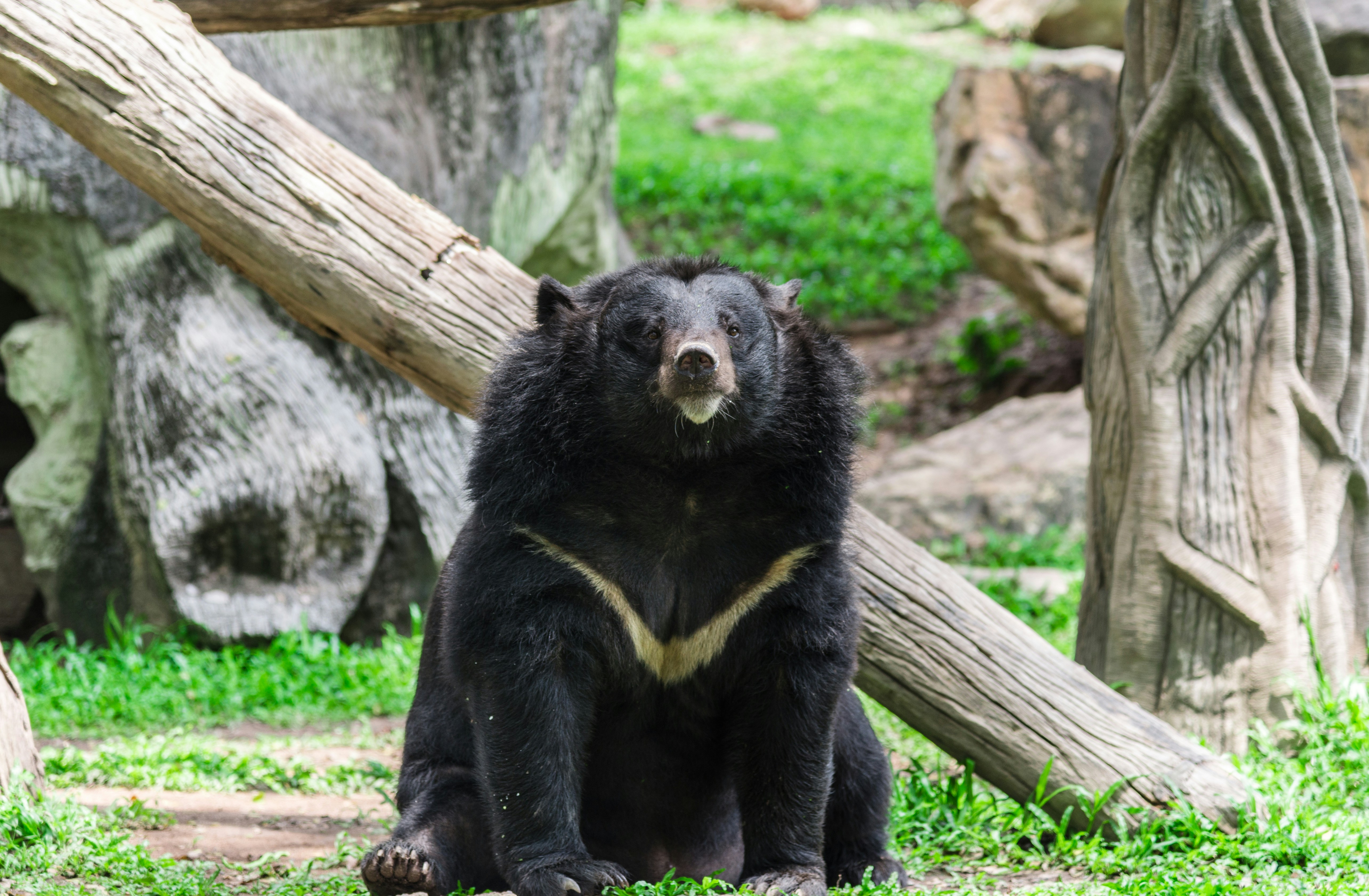 Asiatic black bear sitting in a natural habitat with wooden logs and greenery.