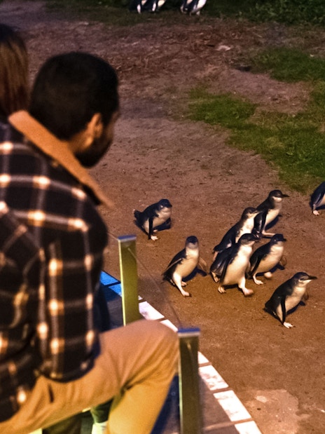 Guests observing penguins at Phillip Island, Australia.