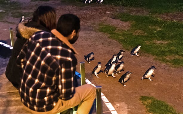 Visitor observing penguins at Phillip Island, Australia, during a guided wildlife tour.