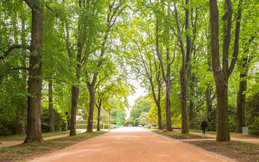 Tree-lined path in Serralves Park, Porto, Portugal.