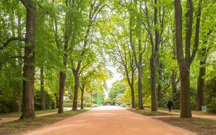 Tree-lined path in Serralves Park, Porto, Portugal.