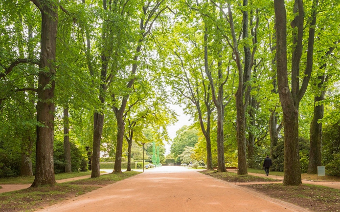 Tree-lined path in Serralves Park, Porto, Portugal.