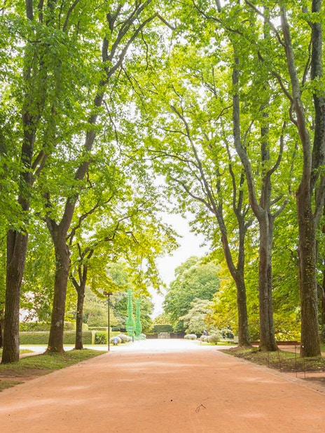 Tree-lined path in Serralves Park, Porto, Portugal.