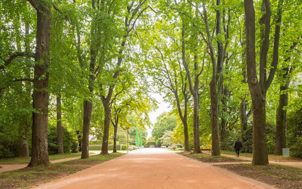 Tree-lined path in Serralves Park, Porto, Portugal.