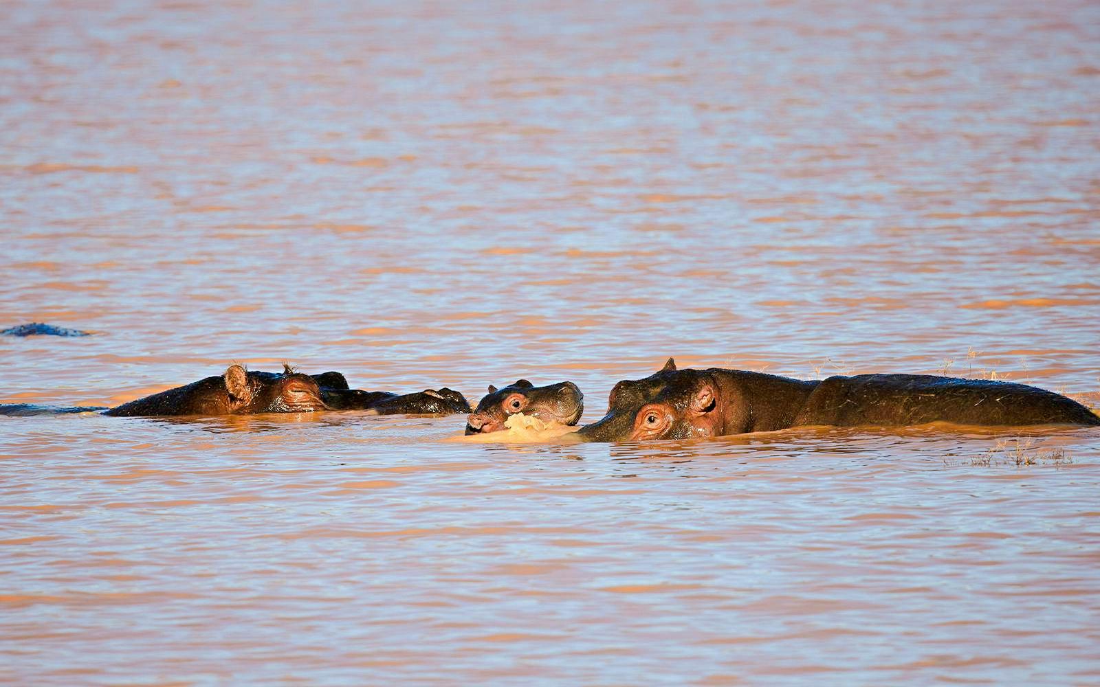 Hippos with baby in water at Aquila Nature Game Reserve, Karoo, South Africa.