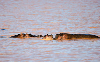 Hippos with baby in water at Aquila Nature Game Reserve, Karoo, South Africa.