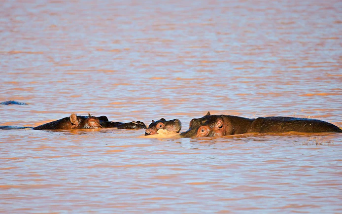 Hippos with baby in water at Aquila Nature Game Reserve, Karoo, South Africa.