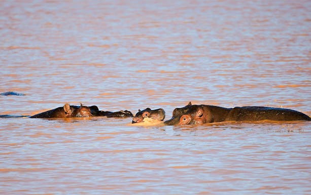 Hippos with baby in water at Aquila Nature Game Reserve, Karoo, South Africa.