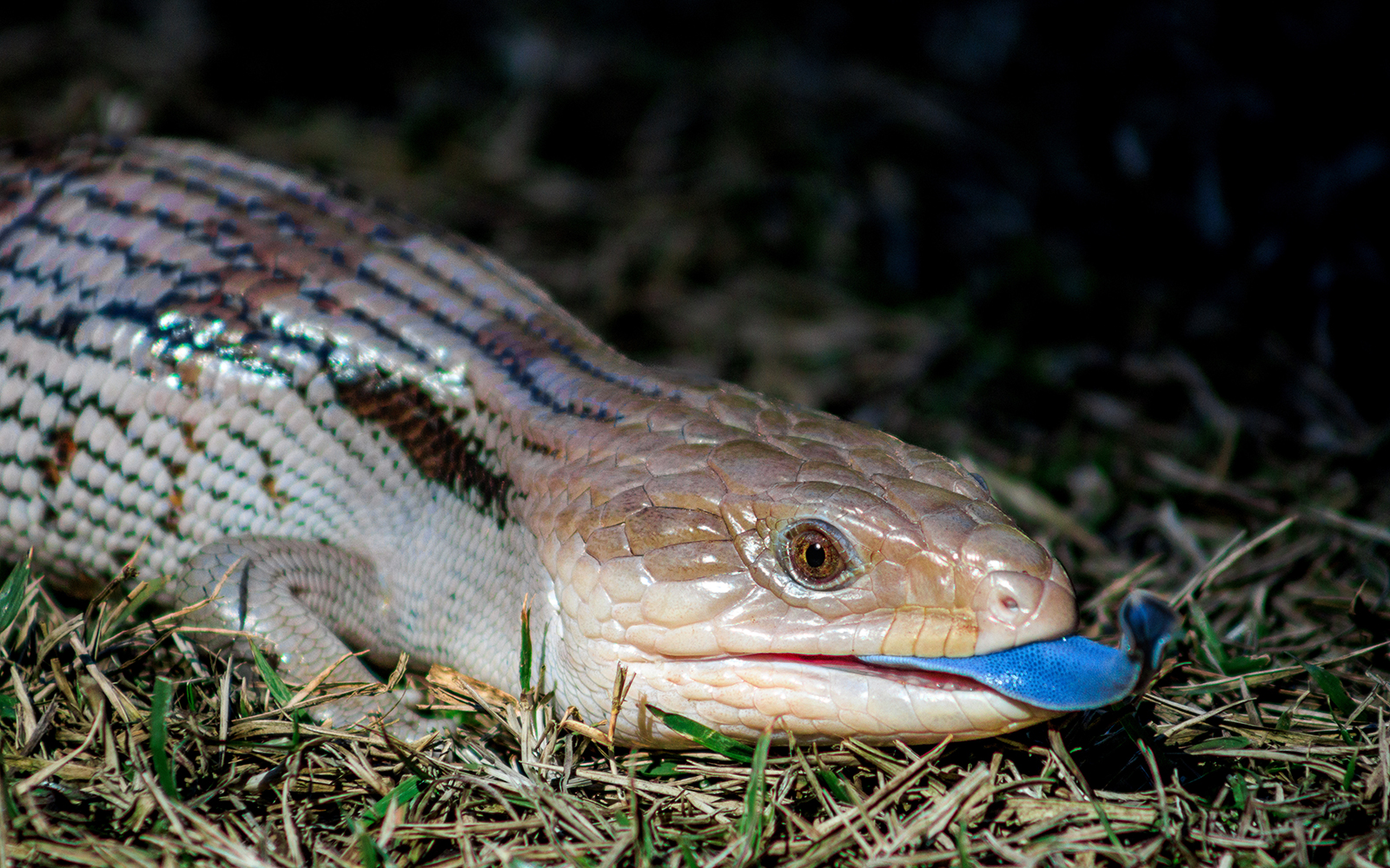 A Blue-tongued Skink laying in the dry grass with blue tongue exposed