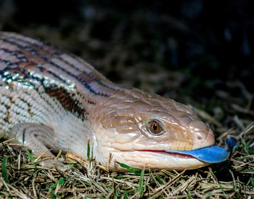 A Blue-tongued Skink laying in the dry grass with blue tongue exposed