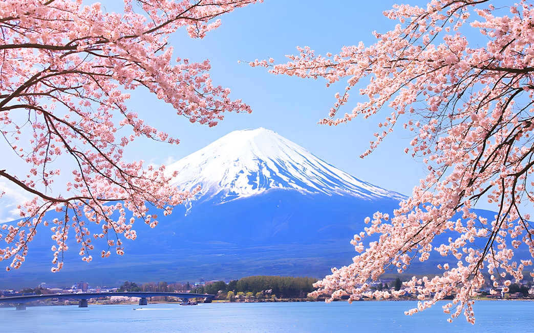 Cherry blossoms framing Mount Fuji in spring, Japan.