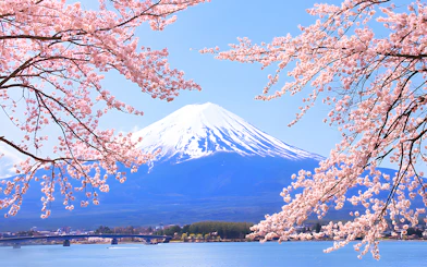 Cherry blossoms framing Mount Fuji in spring, Japan.