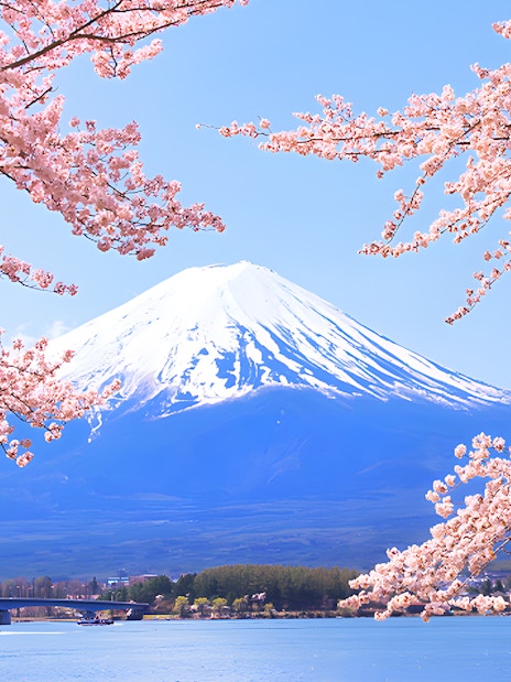 Cherry blossoms framing Mount Fuji in spring, Japan.