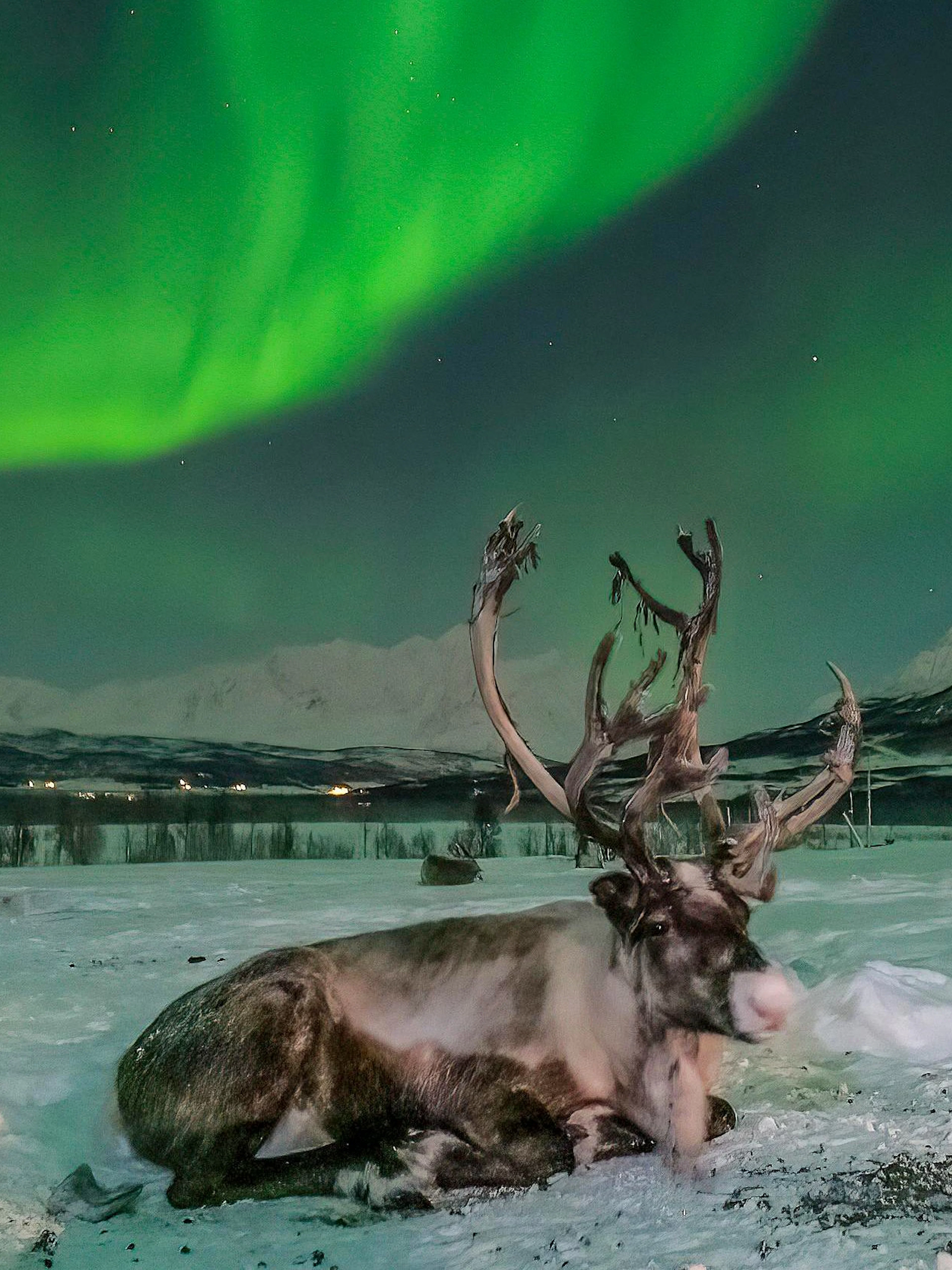 tromsø: reindeer farm visit and northern lights basecamp visit-1