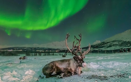 reindeer encounter & northern lights guided tour with aurora guarantee-2