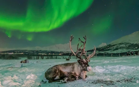 Tromsø: Reindeer Farm Visit and Northern Lights Basecamp Visit