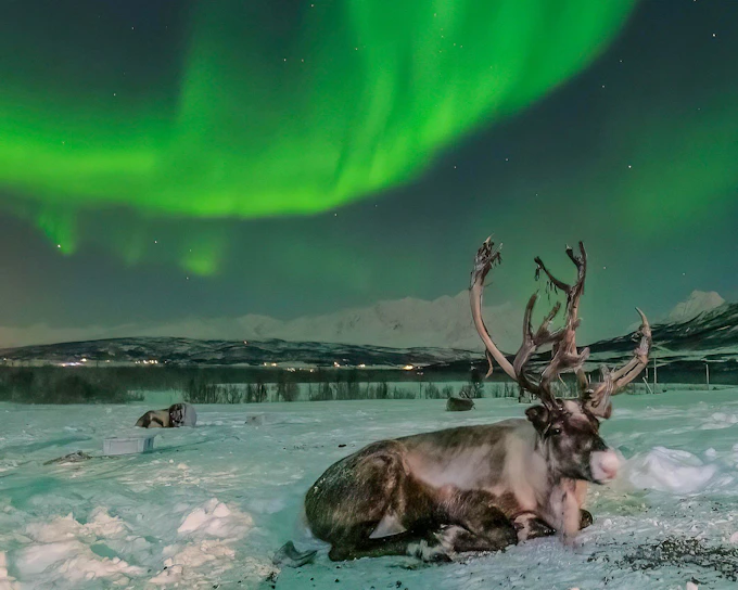 Tromsø: Reindeer Farm Visit and Northern Lights Basecamp Visit