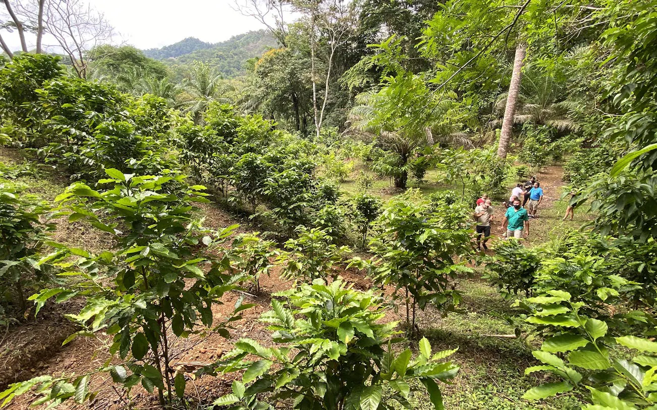 Visitors walking through lush coffee plants on an organic farm tour.