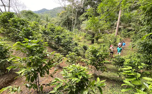 Visitors walking through lush coffee plants on an organic farm tour.