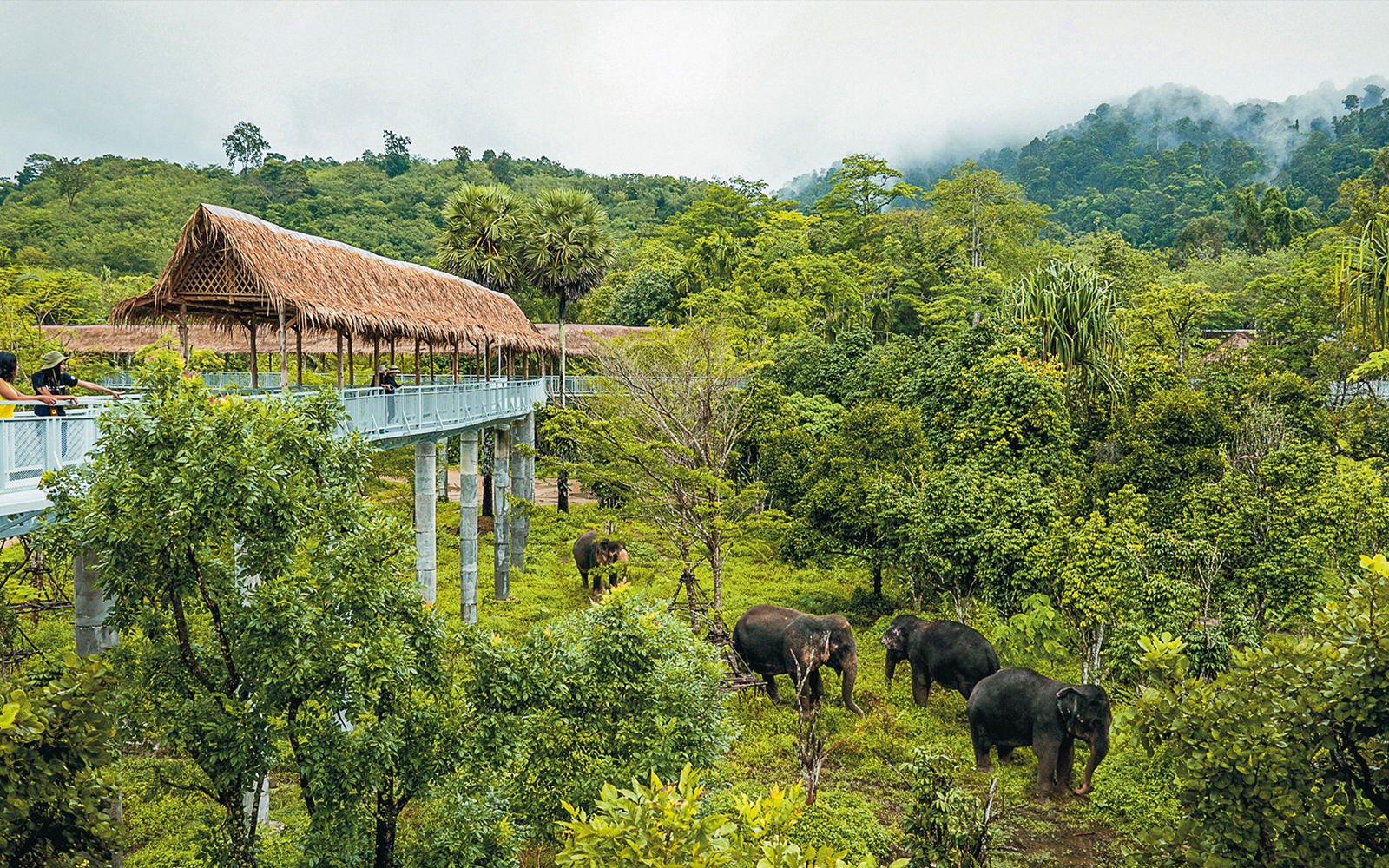 Canopy walkway overlooking elephants in a lush sanctuary setting.