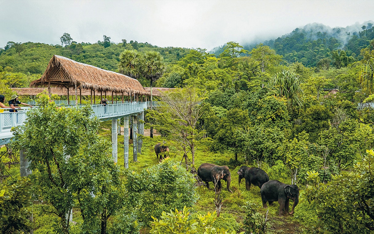 Canopy walkway overlooking elephants in a lush sanctuary setting.