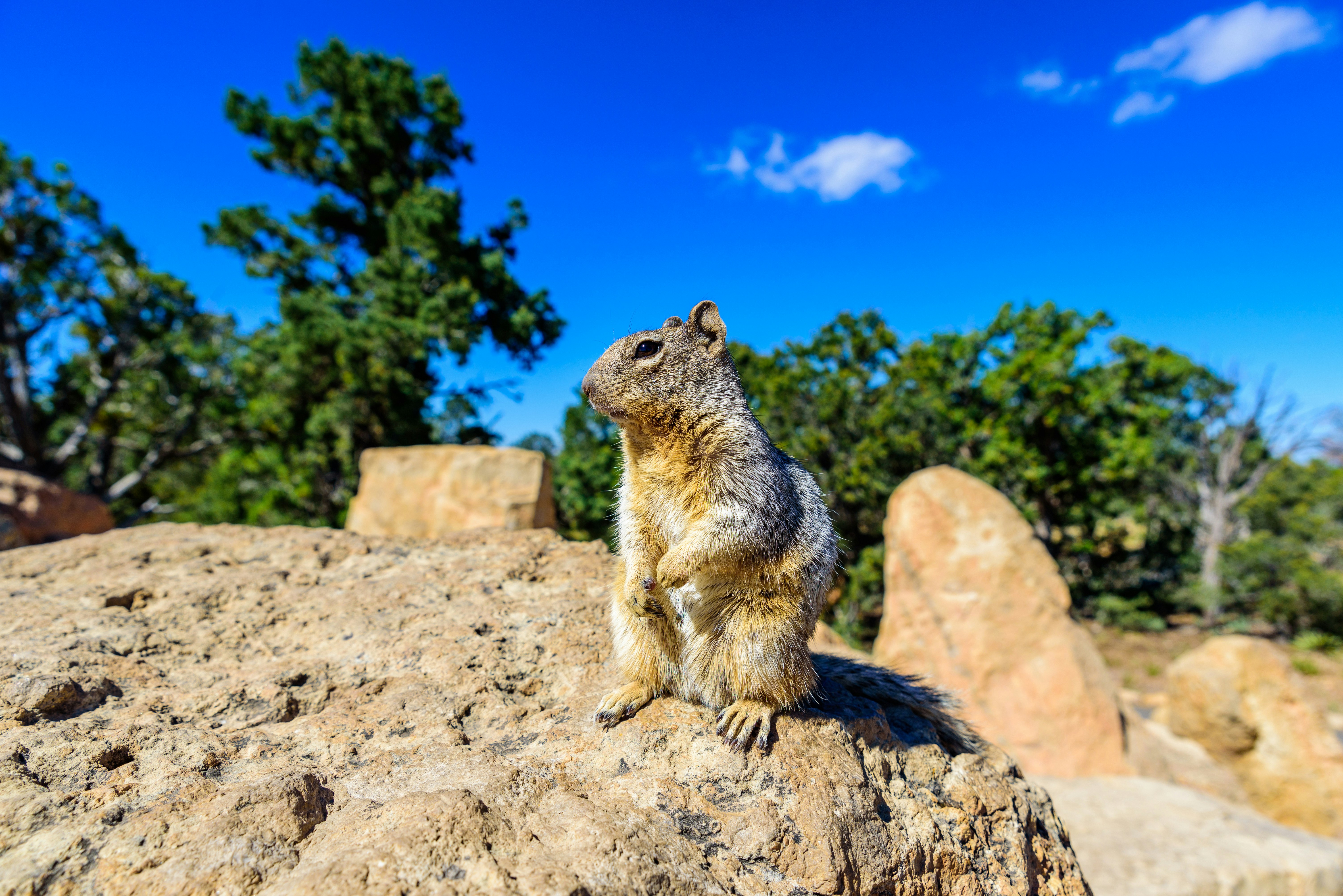 Kaibab squirrel on a rock at the Grand Canyon with trees in the background.