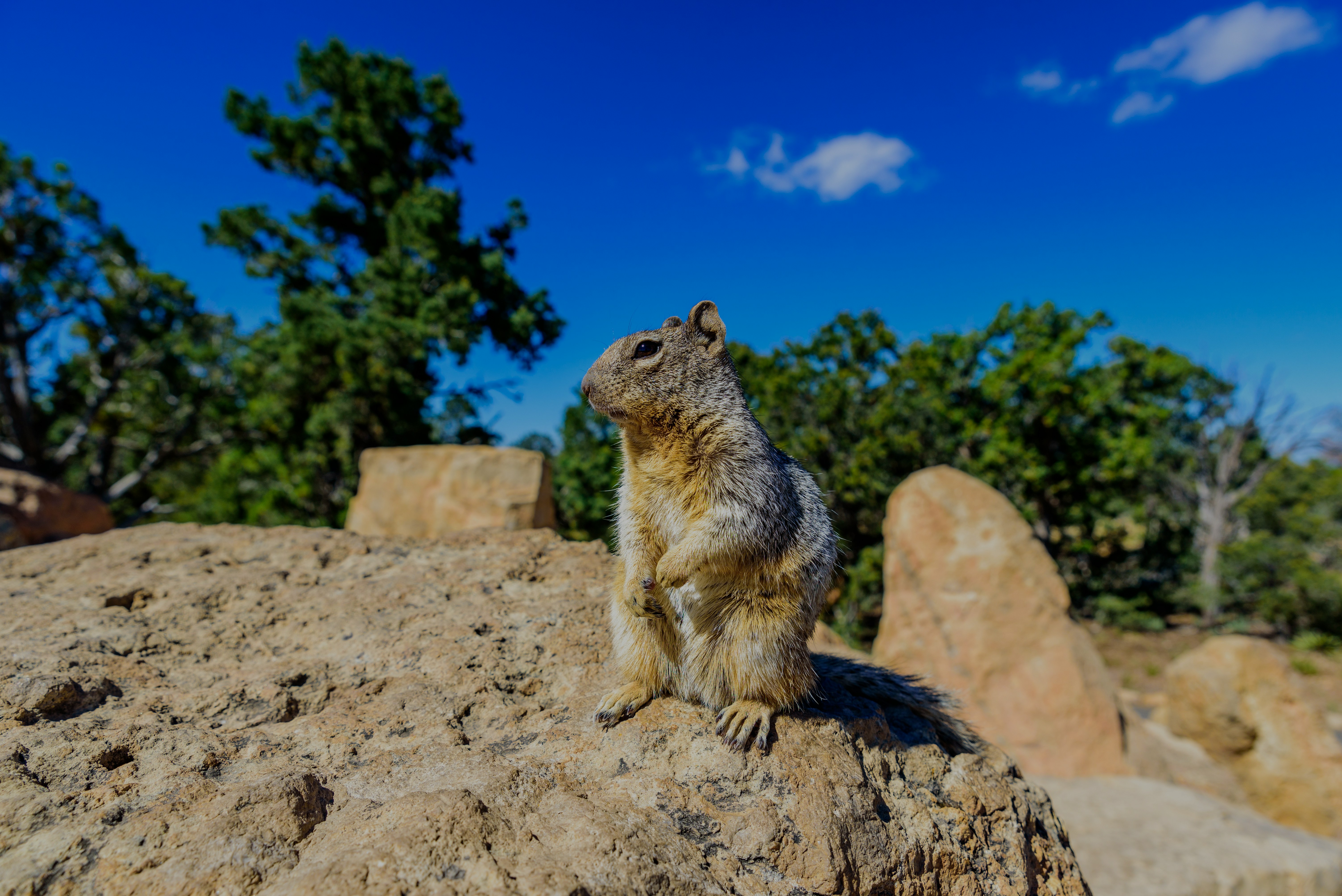 Kaibab squirrel on a rock at the Grand Canyon with trees in the background.
