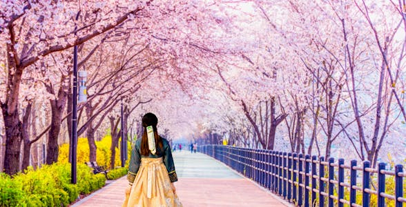 Cherry Blossom Tours